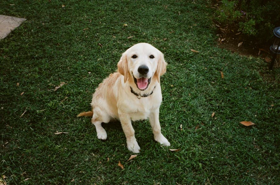 Voorbeeldfoto van een hond waarvan kop en vacht zichtbaar zijn